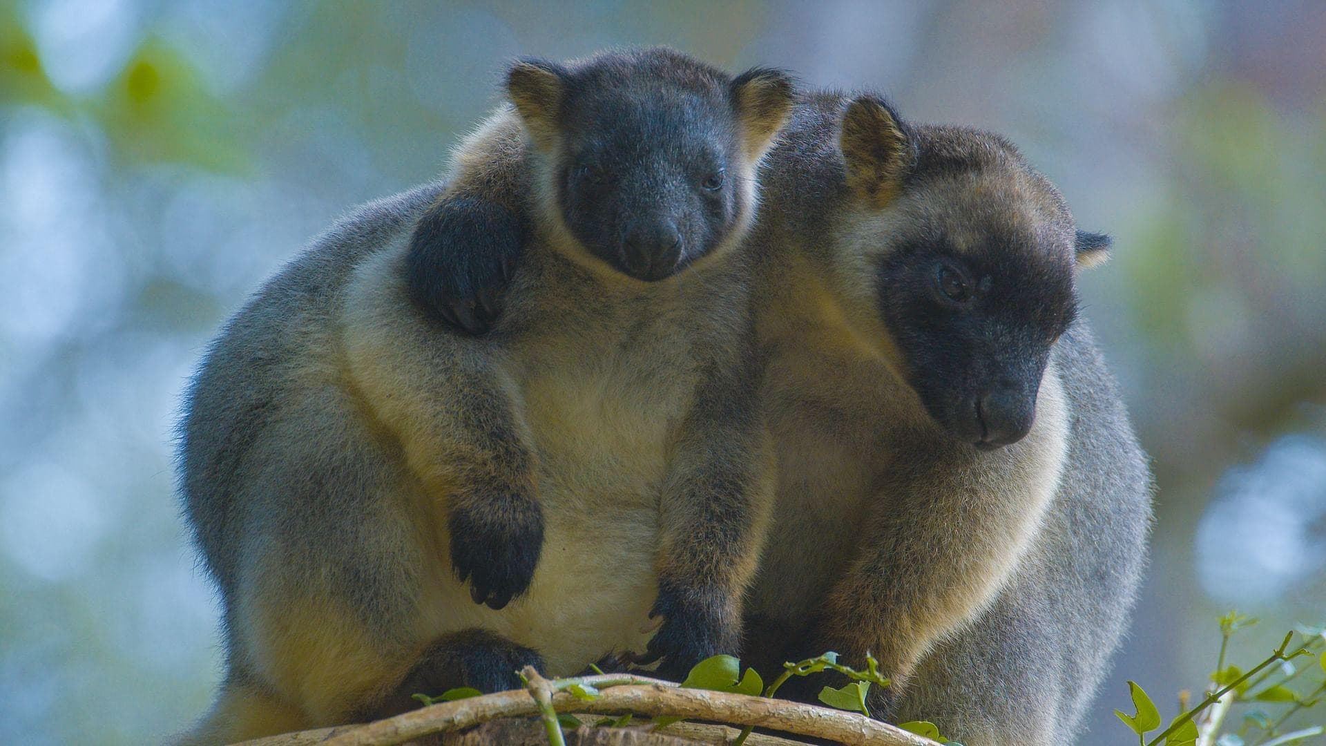 Tree Kangaroos: Ghosts of the Forest