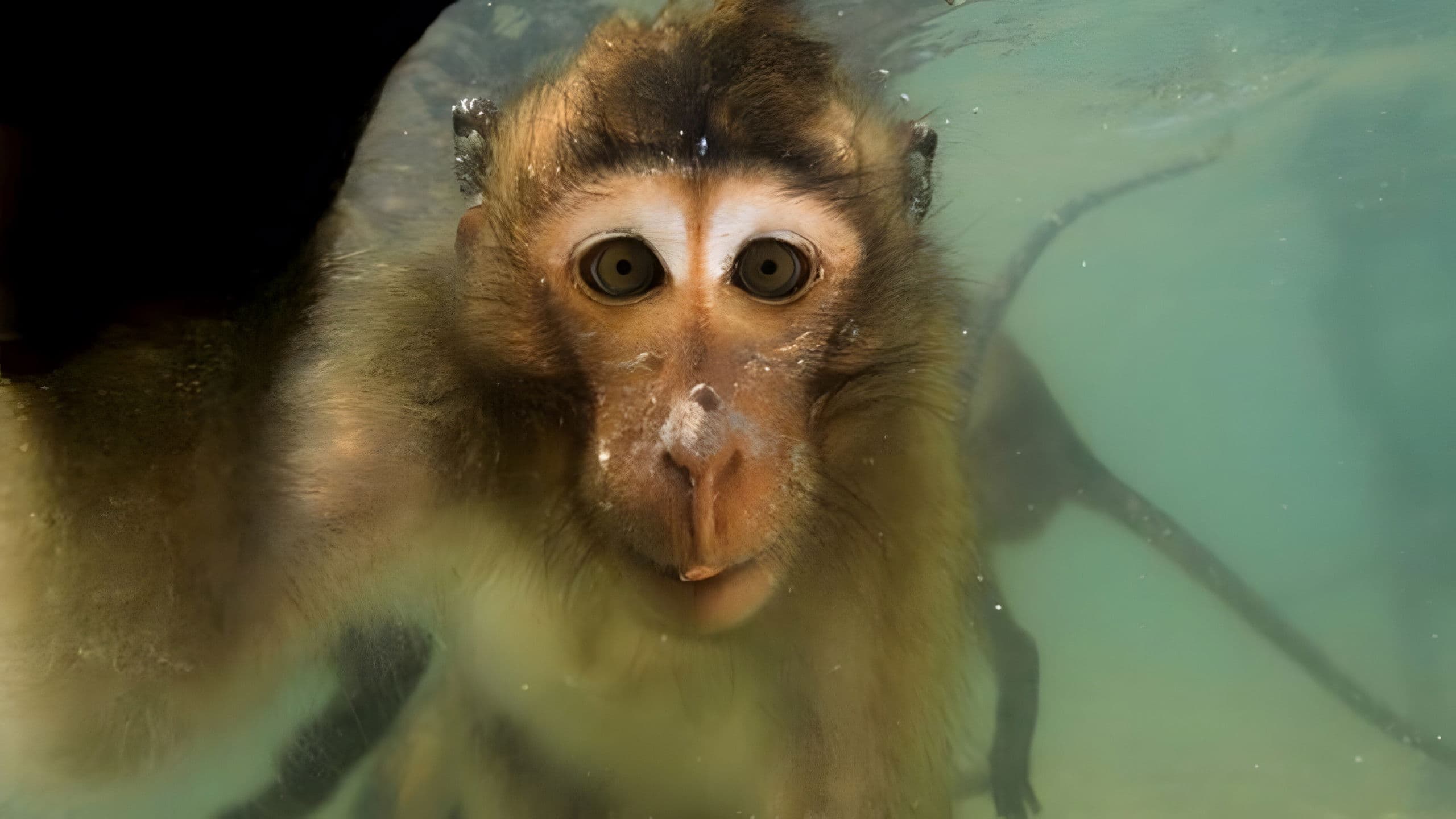 Les singes qui voulaient voir la mer
