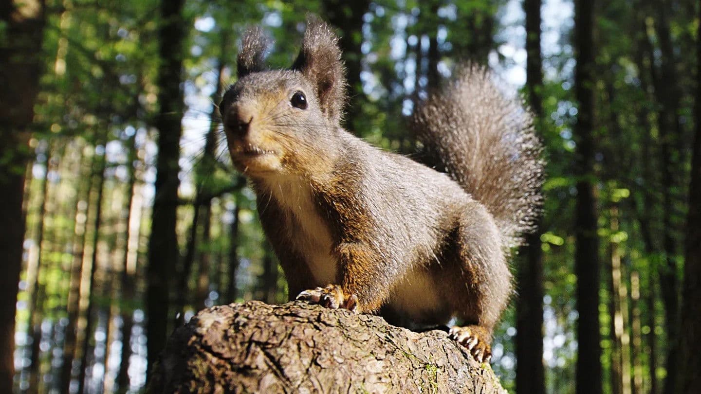 Going Nuts: Tales from the Squirrel World