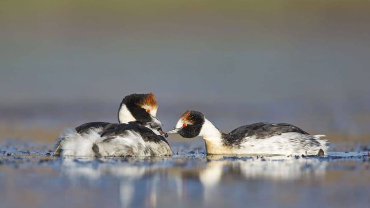 El Ocaso del Macá Tobiano