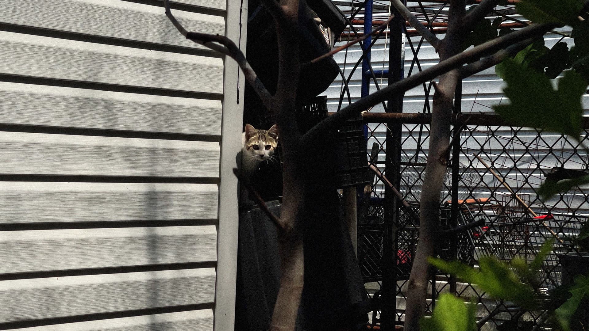 New York Cat Crisis