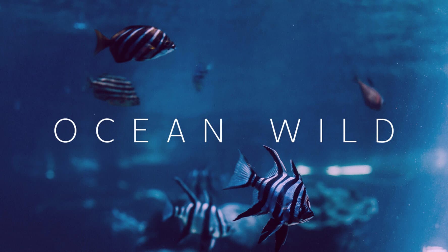 Ocean Wild