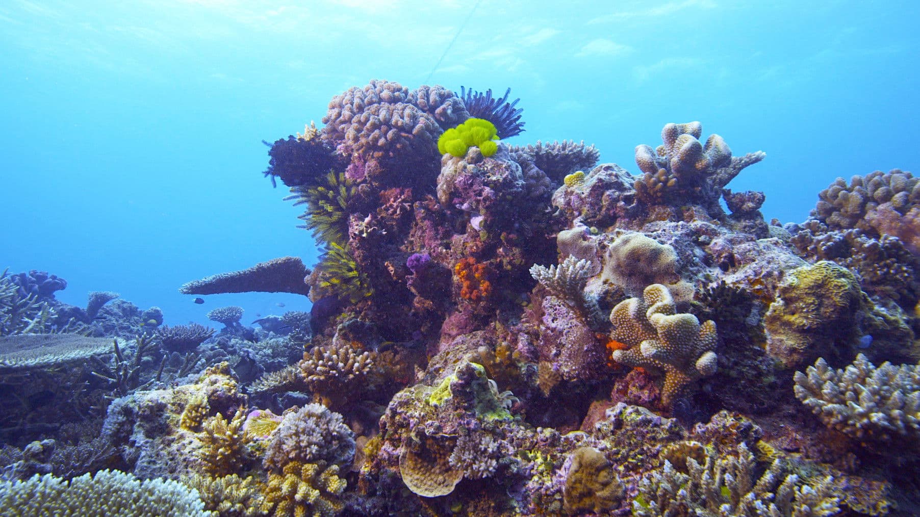 Corals, the ultimate metamorphosis