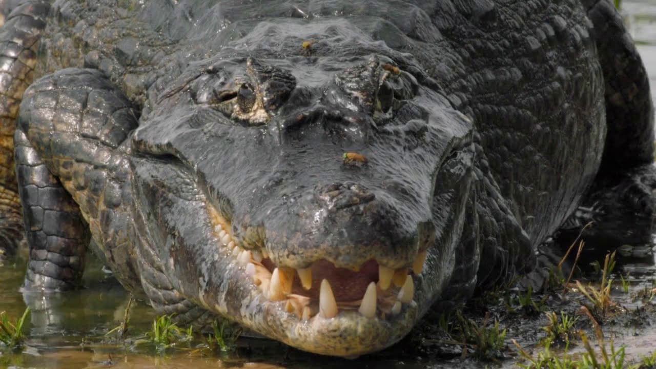 The Pantanal's Rebel Lake