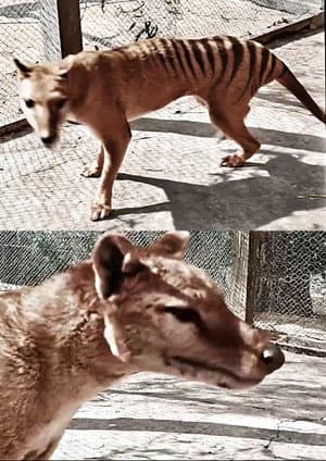 Tasmanian Tiger in Colour