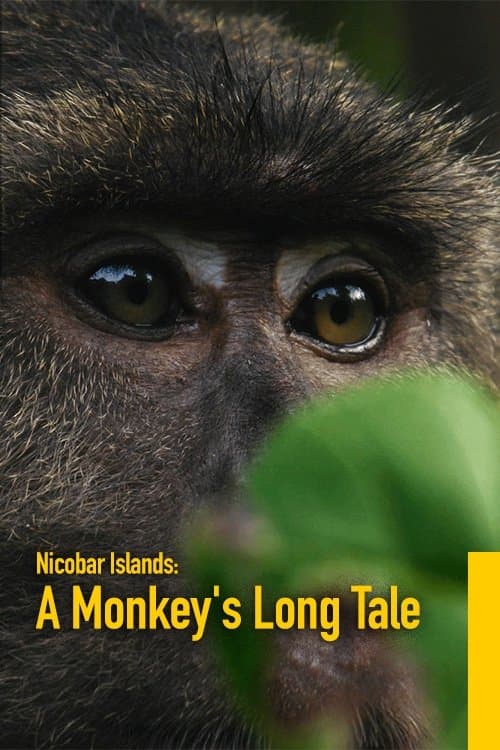 Nicobar Islands: A Monkey's Long Tale