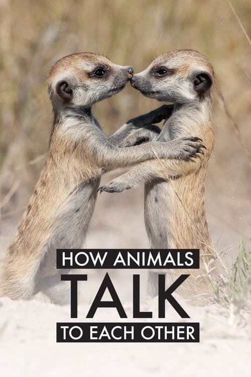 How Animals Talk To Each Other
